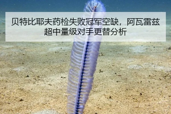 贝特比耶夫药检失败冠军空缺，阿瓦雷兹超中量级对手更替分析
